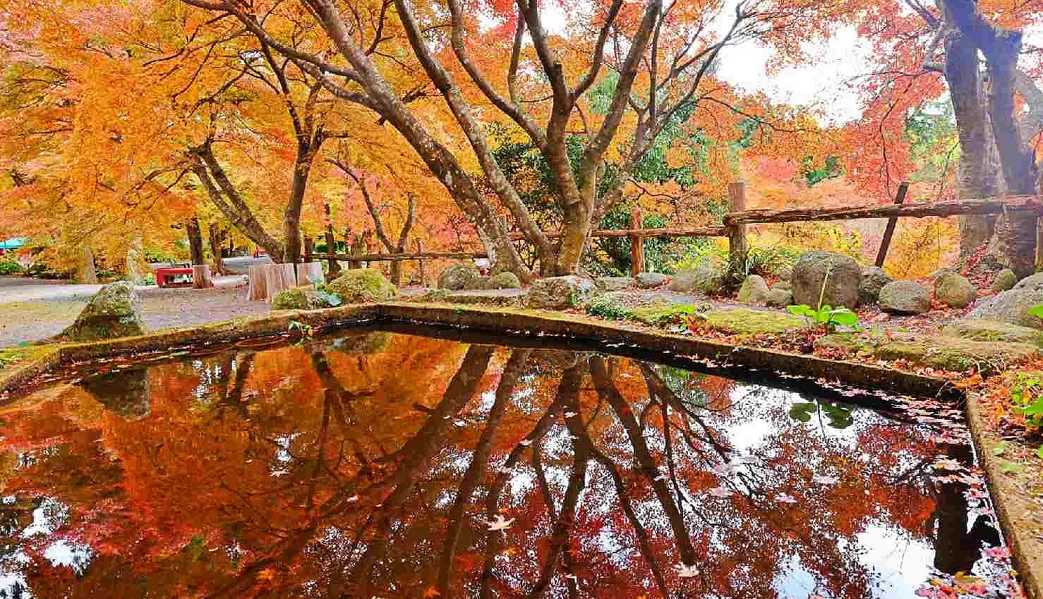 私人打造的紅葉庭園約1,000棵楓樹