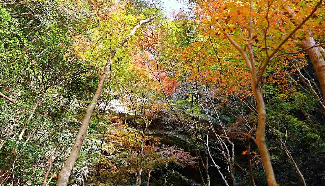 天然大石橋與紅葉相互交織,呈現出絕美的風景