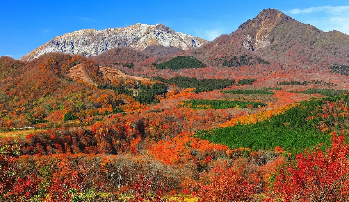 大山與蒜山三座山峰的楓紅絕景