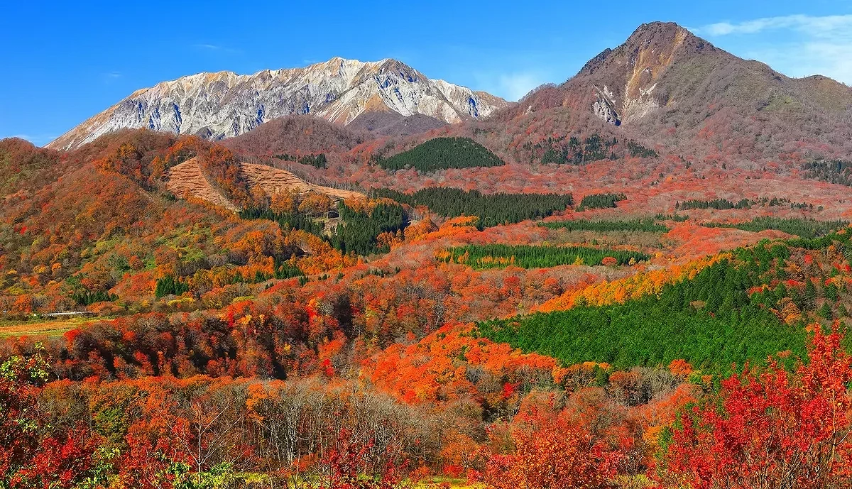 大山與蒜山三座山峰的楓紅絕景