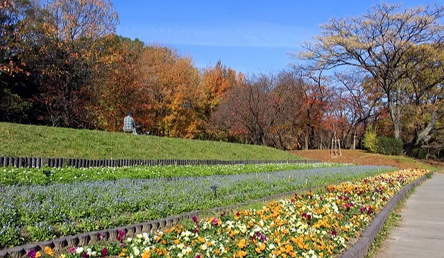 晴天下的公園花圃與草坡,前方盛開著各式鮮花,背景有轉紅與變黃的秋天樹木。