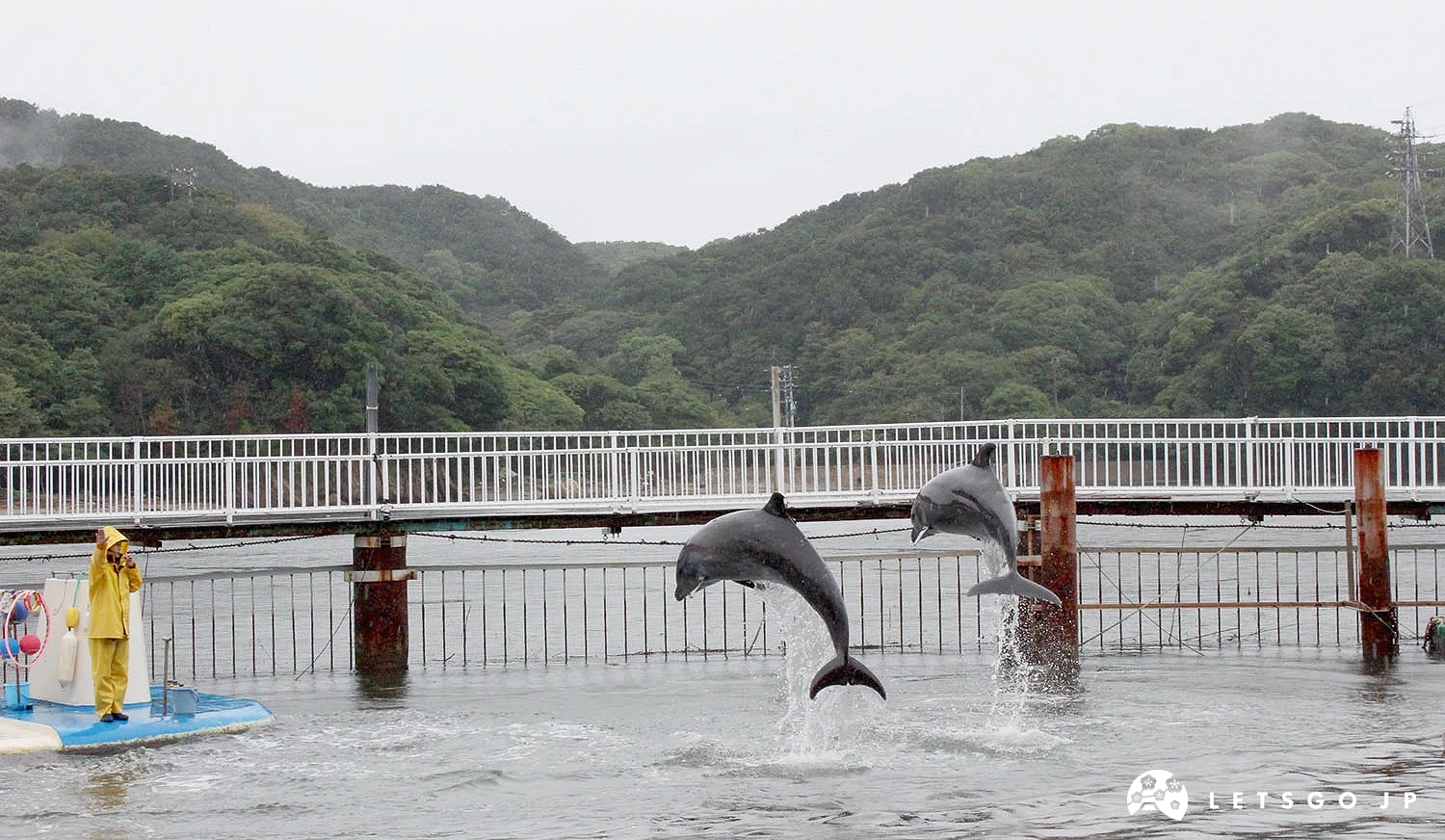 「海豚島」的兩隻海豚跳出水面