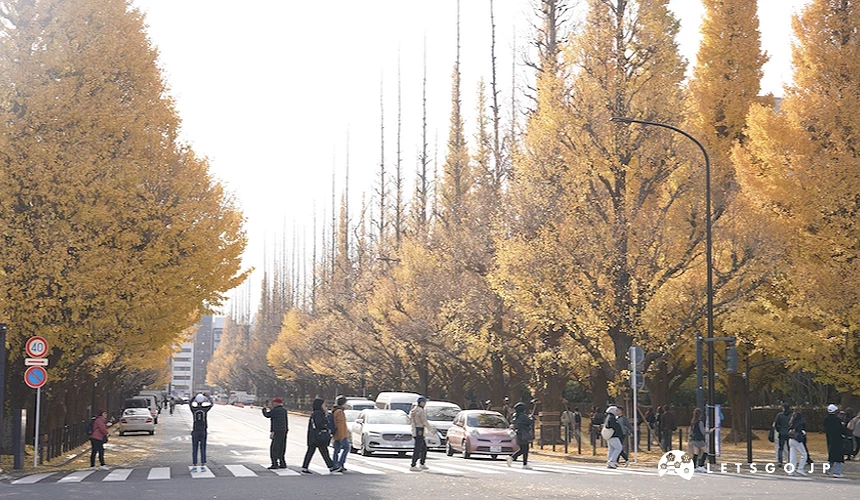 銀杏並木大道兩側轉黃,多名行人穿越斑馬線,車道上有數輛轎車,路旁標示時速40