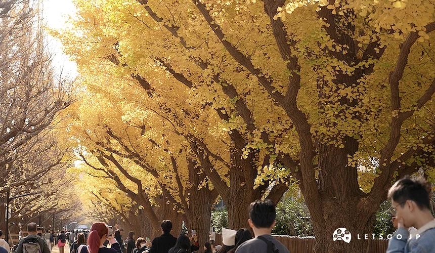 秋季銀杏樹下人群聚集,遊客沿步道行走並拍攝,樹葉呈黃色