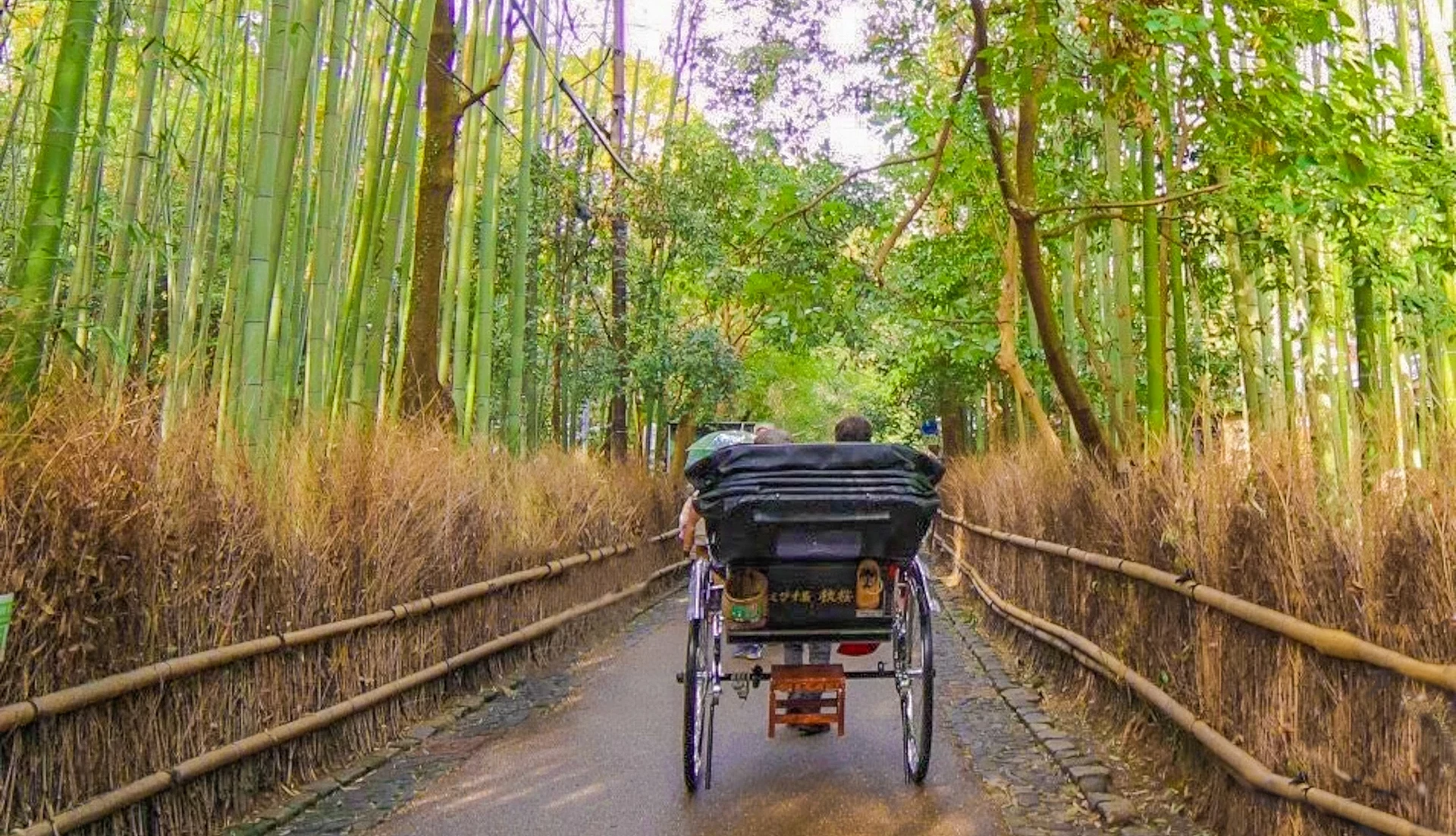人力車行駛在嵐山的竹林之間