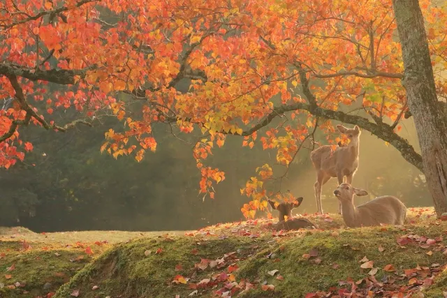 關西紅葉景點19選：奈良公園、彥根城、高野山賞楓最佳觀賞期一次看