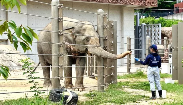 福岡市動植物園攻略：門票、交通、必看動物、植物園亮點與建議停留時間 的縮圖