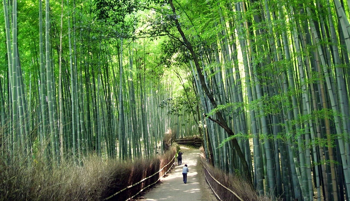 嵐山竹林小徑