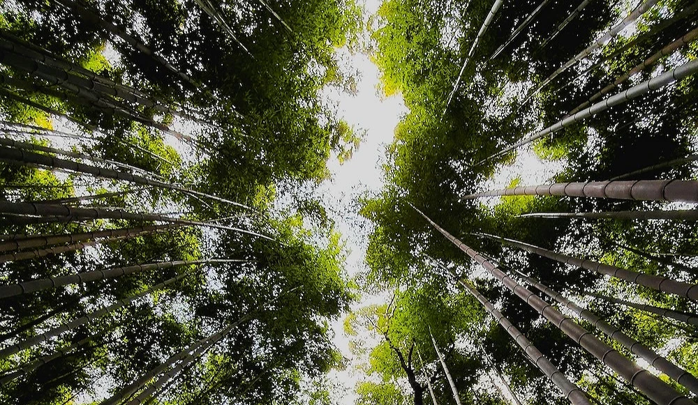 從下往上仰拍的竹林與竹梢