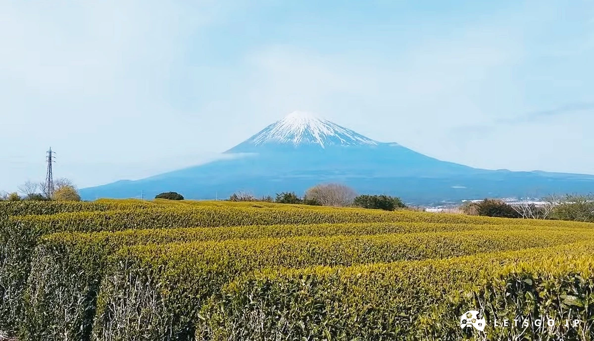 富士山與茶園