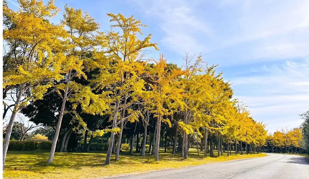 海之中道海濱公園道路旁黃黃的銀杏並木