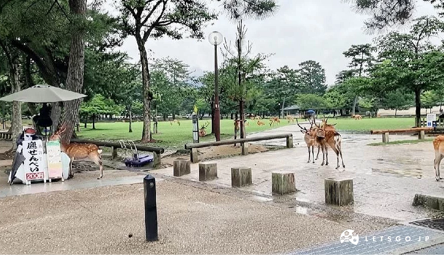 奈良公園裡的鹿及販售鹿仙貝的小攤子