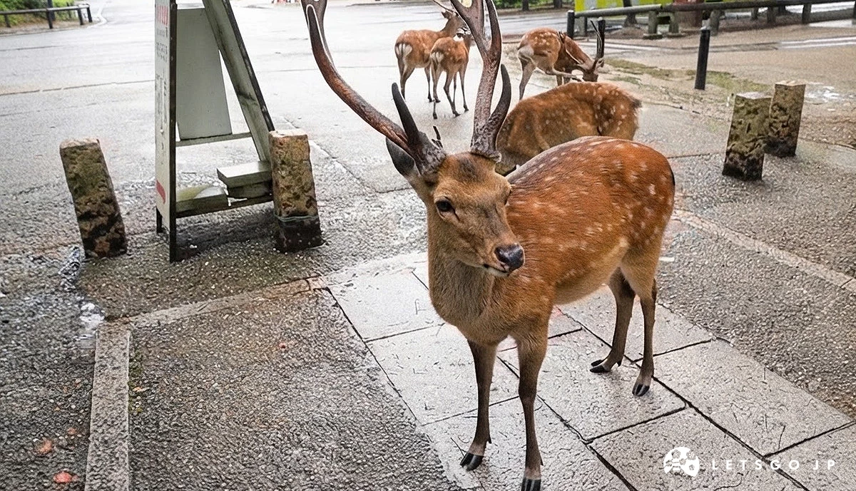 奈良公園裡的鹿群