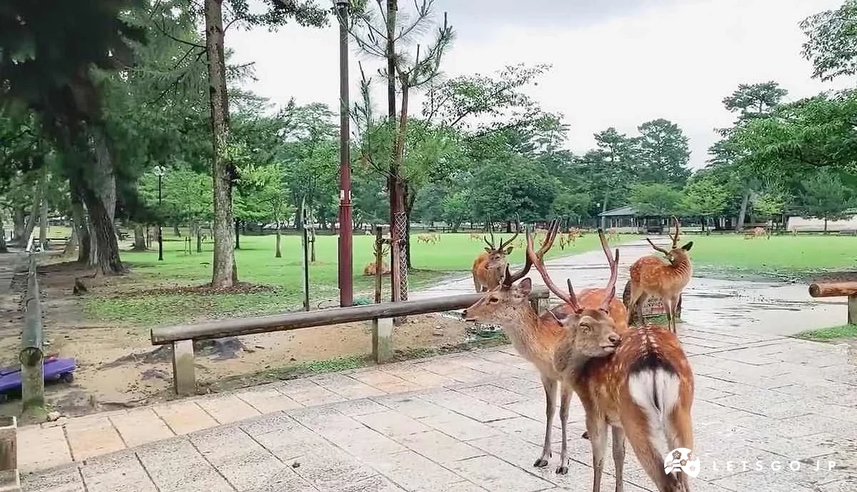 在奈良公園的鹿群