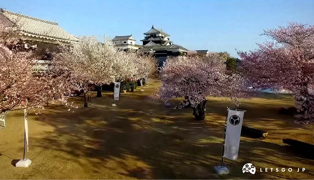 松山城天守在盛開櫻花樹映襯下的景色