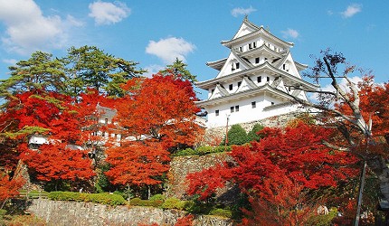 天守閣被火紅楓葉環繞的秋季景觀