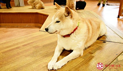 靜岡景點親子遊推薦富士野生動物園狗館裡的狗