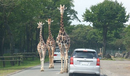 靜岡景點親子遊推薦富士野生動物園駕車遊野生動物區（マイカーでサファリ見学）
