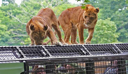 靜岡景點親子遊推薦富士野生動物園超級叢林巴士