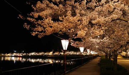 夜櫻盛開的河岸步道,櫻花在燈光照映下綻放,水面倒映夜間櫻花景色