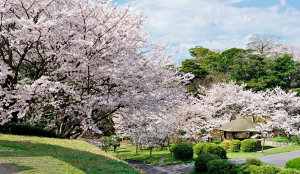 常磐公園春季櫻花景色,櫻花沿著園內步道盛開,綠意草坪與日式涼亭交織成悠閒的賞櫻畫面