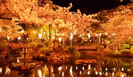 夜晚點燈後的打吹公園,紙燈籠映照滿開櫻花,櫻花倒映在池水中,營造出溫暖而夢幻的夜櫻景色