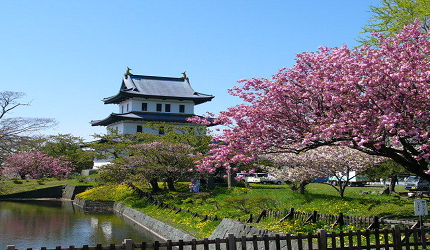 道南櫻花松前公園