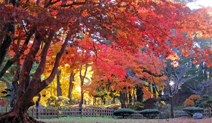 北海道函館見晴公園・舊岩船氏庭園(香雪園)秋季紅葉,庭園林木繽紛燦爛