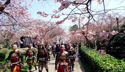 北海道松前公園道南櫻花
