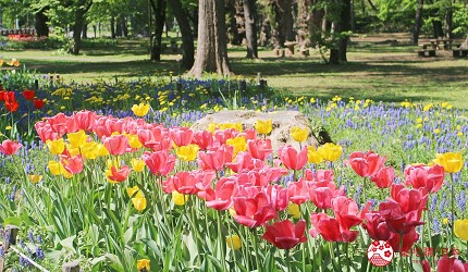 北海道札幌自由行札幌景點必去推薦行程交通方式怎麼去地鐵圓山円山公園動物園企鵝北極熊六花亭北海道神宮參拜下雪櫻花梅花賞櫻穗多木神社札幌礦靈神社開拓神社