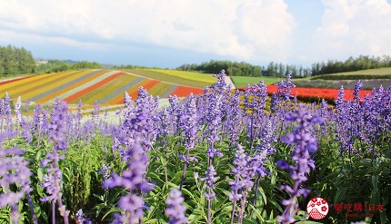 北海道自由行札幌自由行推薦行程北海道冬天自由行推介景點北海道夏天自由行北海道7天6夜自由行日本北海道自由行北海道自由行5天函館自由行北海道自助旅行北海道夏天自由行攻略北海道自由行攻略介紹文章美瑛四季彩之丘圖