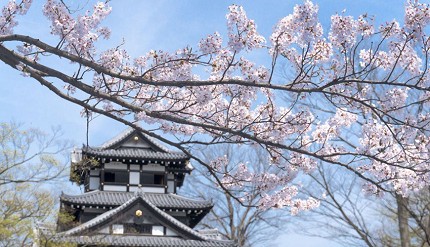 白天的高田公園櫻花景色，櫻花枝條前景搭配高田城三重櫓，展現城跡與櫻花同框的經典畫面