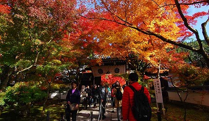 禪林寺（永觀堂）參道兩側滿布紅葉，眾多遊客參拜賞楓