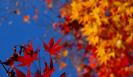 法然院境內鮮紅楓葉的近距離特寫，襯托出濃厚秋意