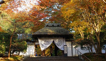 安樂寺庭園鋪滿紅葉與綠色矮樹的景致，秋意濃厚