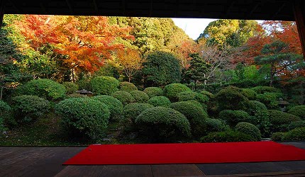 安樂寺入口山門被紅葉覆蓋，展現清幽古樸的氛圍