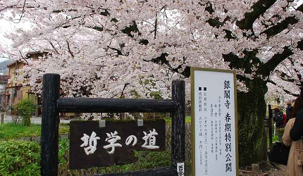 哲學之道石碑標誌與背景盛開的櫻花形成和諧景緻