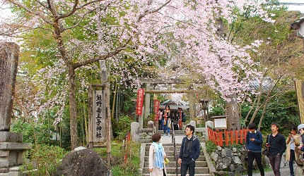 熊野若王子神社前櫻花盛開，參拜者與拍照遊客交織春日氣氛