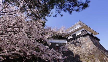 粉色櫻花與日本城跡