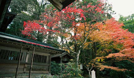 宝満宮竈門神社的楓紅景色