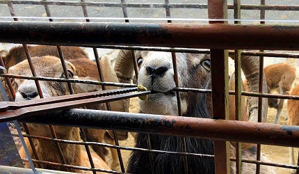 黑熊區近距離觀看動物的鐵籠設施