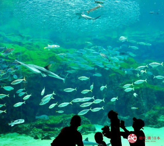 長崎佐世保景點推薦九十九島水族館海きらら館內