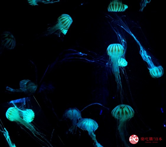 長崎佐世保景點推薦九十九島水族館海きらら館內水母區