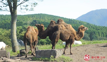 雙峰駱駝在草原上並肩行走