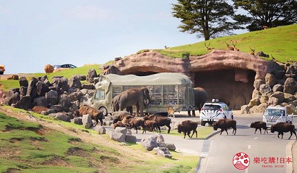 巴士進入野生動物區，車窗外有鹿與大象靠近