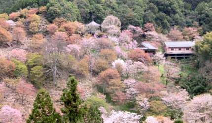 吉野山俯瞰櫻花，各種粉紅色的櫻花