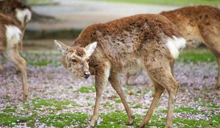 奈良公園櫻花與鹿