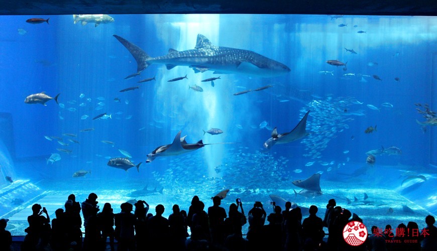 沖繩必去景點「美麗海水族館」全攻略：設施、票價、表演、餐廳最好玩的都告訴你！