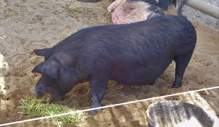 沖繩美食推薦必吃沖繩必食餐廳推介國際通美食美國村美食沖繩燒肉沖繩和牛沖繩海鮮面沖繩甜點那霸美食沖繩必吃美食沖繩牛排沖繩美國村美食北部名護美食恩納美食那霸美食地圖google高分食評介紹文章百年古家大家極上特選阿古豬涮涮鍋頂級阿古豬肉排餐廳阿古豬示意圖