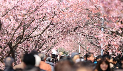 大阪造幣局櫻花步道桜の通り抜け人潮與櫻花,路邊設有祭典攤位